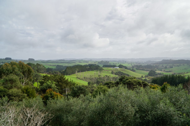 草原,奥克兰,新西兰图片下载