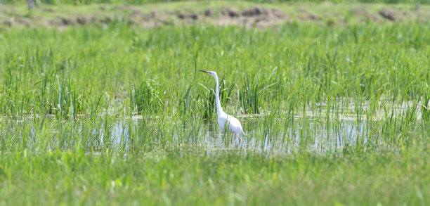 苍鹭在沼泽地里争夺自己的领地图片下载