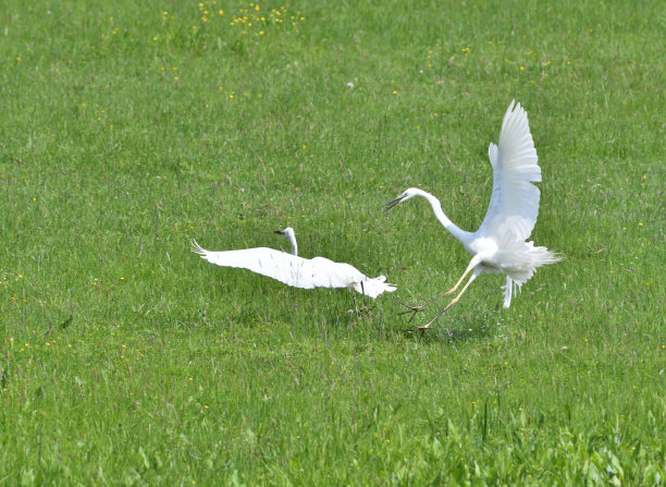 苍鹭在沼泽地里争夺自己的领地图片下载