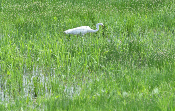 苍鹭在有沼泽的草地上捕鱼图片下载
