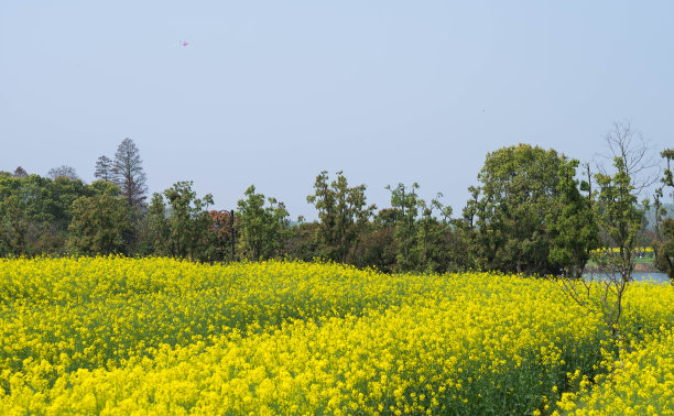 蔚蓝的天空，油菜籽地里的黄花图片下载