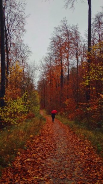 色彩斑斓的秋天图片下载