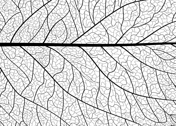 背景纹理叶。图片下载