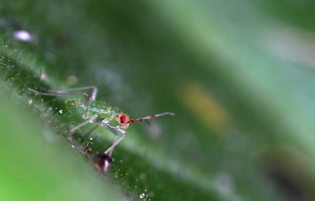 绿色和红色的植物虫(盲蝽科)若虫图片下载