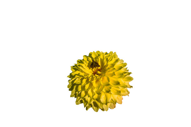 大丽花黄色的花孤立在白色的背景上图片下载