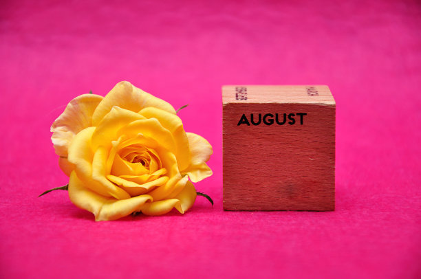 8月在一个木块上，黄色的玫瑰在粉红色的背景图片下载