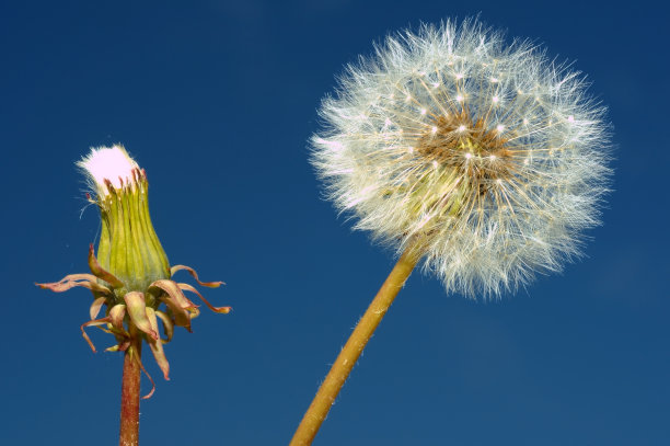 芽和种子头蒲公英(蒲公英)在蓝天背景上。俄罗斯西伯利亚的贝加尔湖图片下载