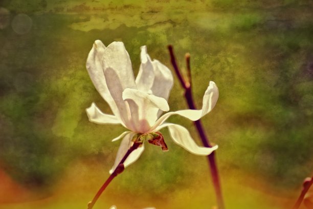 木兰w słoń铜图片下载