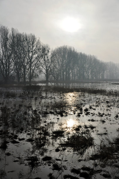 有趣的景色，沼泽，草地，树木无叶。雾蒙蒙的太阳，灰色的颜色。图片下载