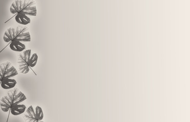 抽象的背景阴影，棕榈叶在白墙上。文本的黑白空间图片下载