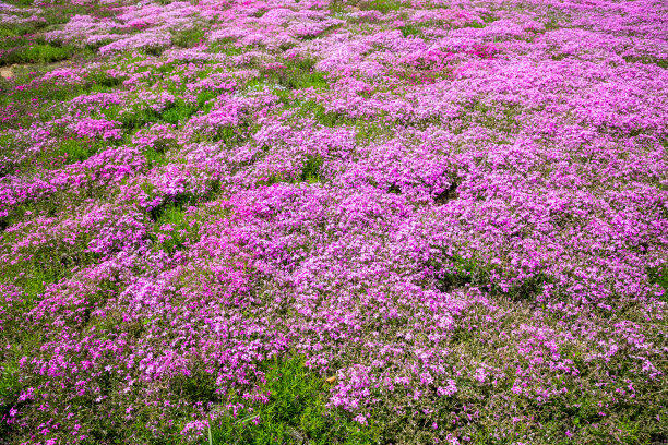 粉红色的花朵图片下载