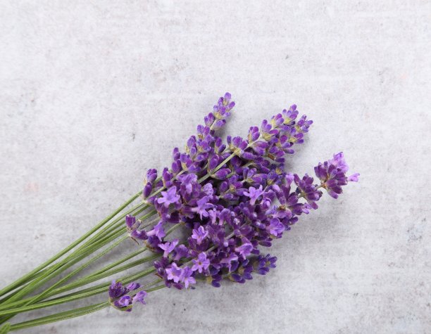 薰衣草。图片下载