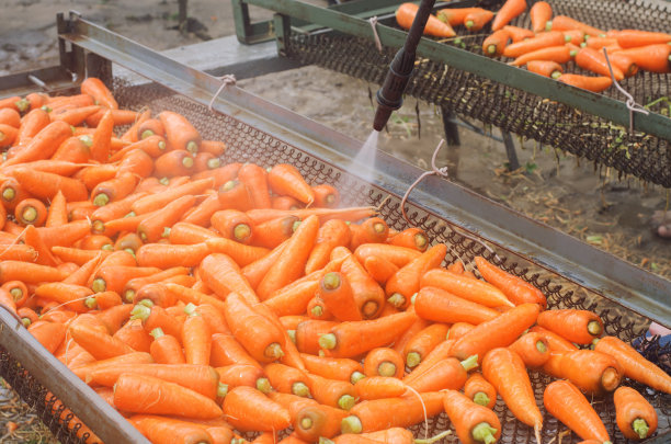 用高水压清洗胡萝卜的过程。刚收获胡萝卜。夏天的收获。农业。农业。农用工业。生态友好的产品。高压清洗机。乌克兰赫尔松地区图片下载