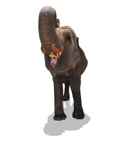 大象喜欢吃大张嘴吃一些香蕉-照片从正面侧面孤立在白色背景与剪辑路径图片下载