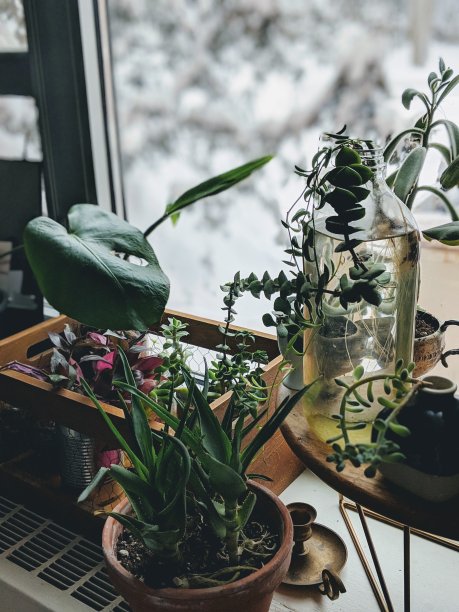 冬天室内植物显示图片下载