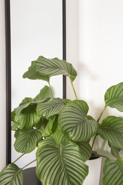 白墙上的室内盆栽绿植装饰图片下载