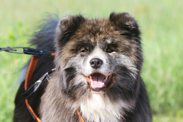 肖像可爱的狗。一个可爱的狗狗的头像图片下载