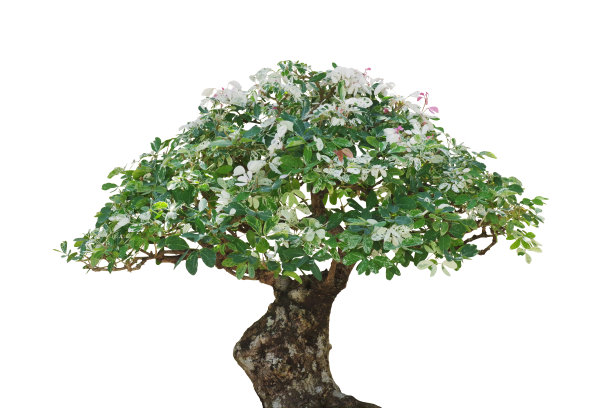 日本盆景植物与斑驳的叶子孤立在白色的背景，修剪路径包括。图片下载