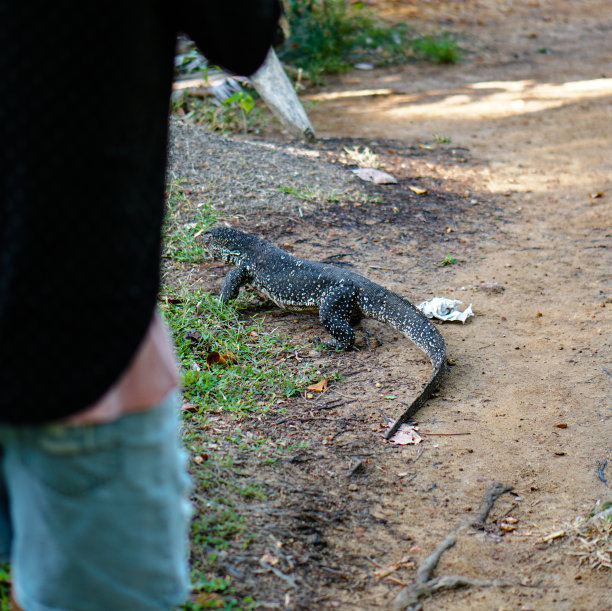 Varan谈论亚洲的自然。斯里兰卡野外的蜥蜴。库存图片风景图片下载