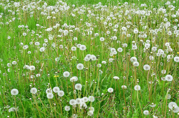 满是蒲公英的田野图片下载