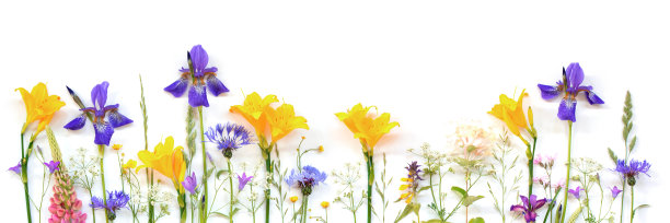 白色背景上点缀着明亮的夏日花朵图片下载