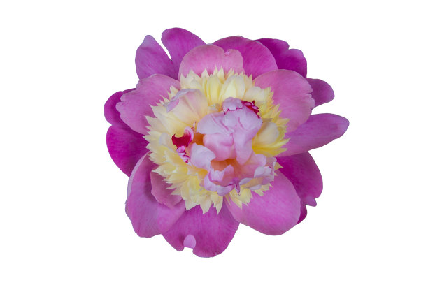 美丽的粉白牡丹花孤立在白色背景与修剪路径(牡丹)图片下载