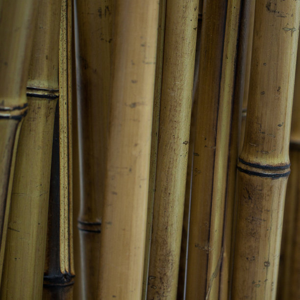 竹子的树干图片下载