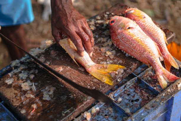 用插在血中的刀切鱼。渔夫手里拿着大砍刀。斯里兰卡市场上的金枪鱼。股票的照片图片下载