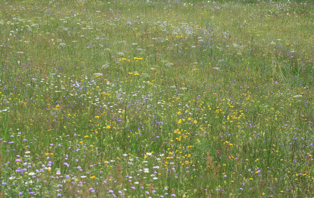 绿色的草地图片下载