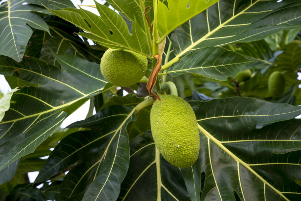 面包果(Artocarpus altilis)挂在树上图片下载