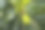 面包果(Artocarpus altilis)挂在树上图片下载
