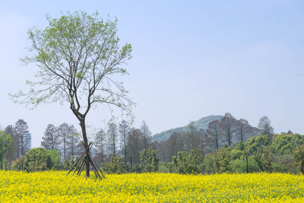 蔚蓝的天空，油菜籽地里的黄花图片下载