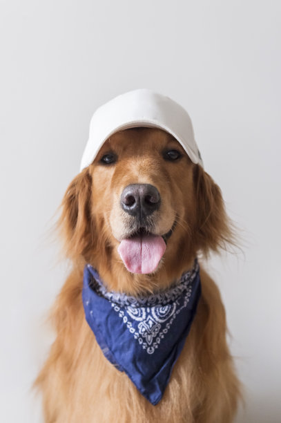 可爱的金毛猎犬戴着棒球帽图片下载
