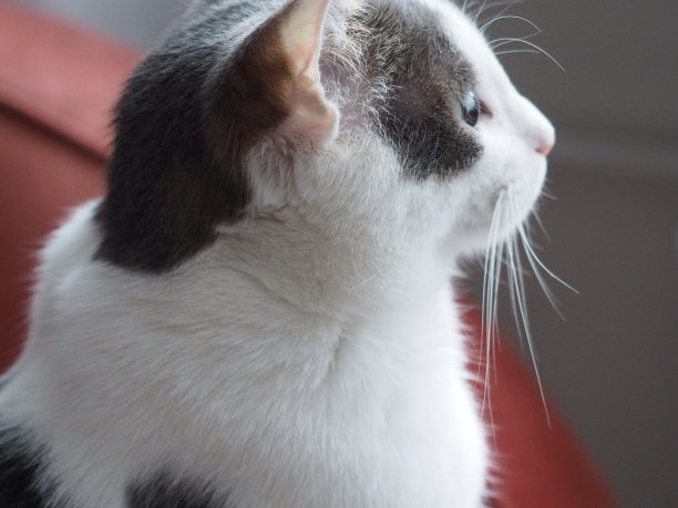 猫的特写肖像图片下载