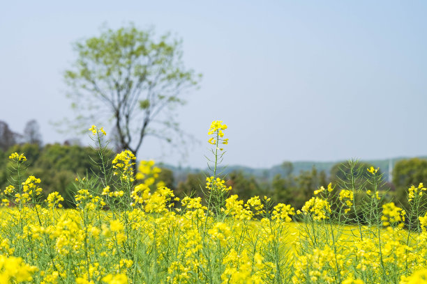 蔚蓝的天空，油菜籽地里的黄花图片下载