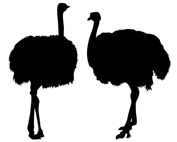 非洲鸵鸟图片下载