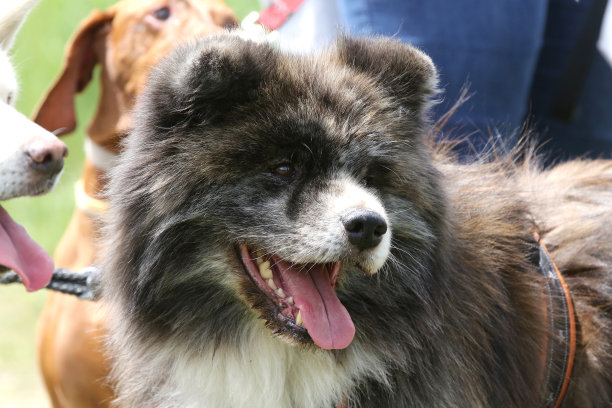 肖像可爱的狗。一个可爱的狗狗的头像图片下载