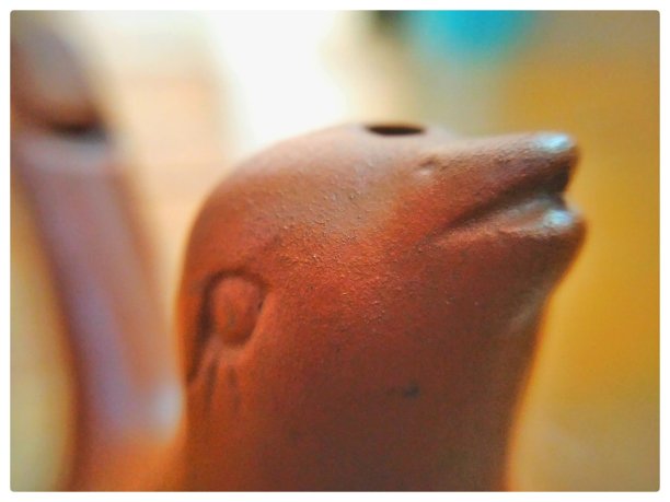 宏观的鸟图片下载