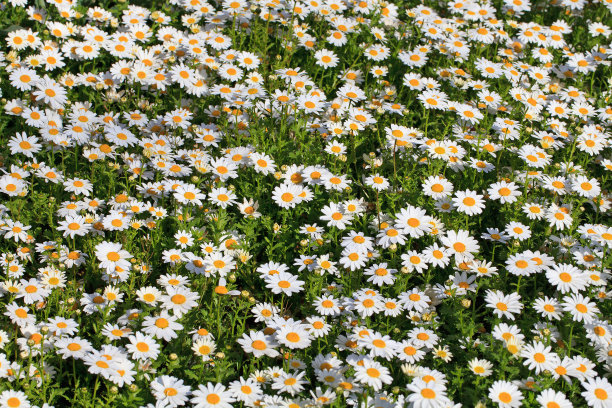 雏菊花园图片下载