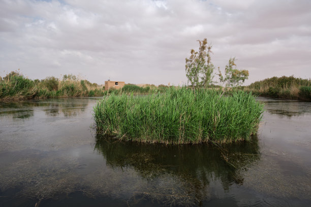 约旦阿兹拉克湿地保护区图片下载
