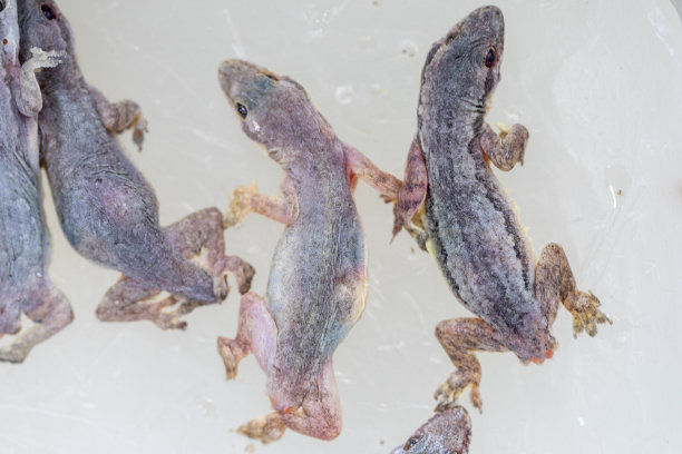 微生物实验室半指足类寄生虫研究。图片下载