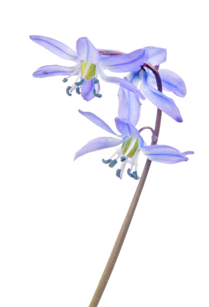 三花蓝绵花上白色图片下载