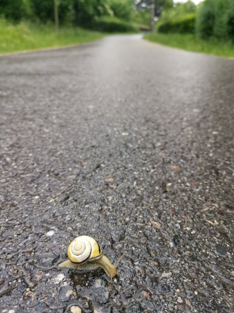 五颜六色的木蜗牛享受着六月的雨天图片下载