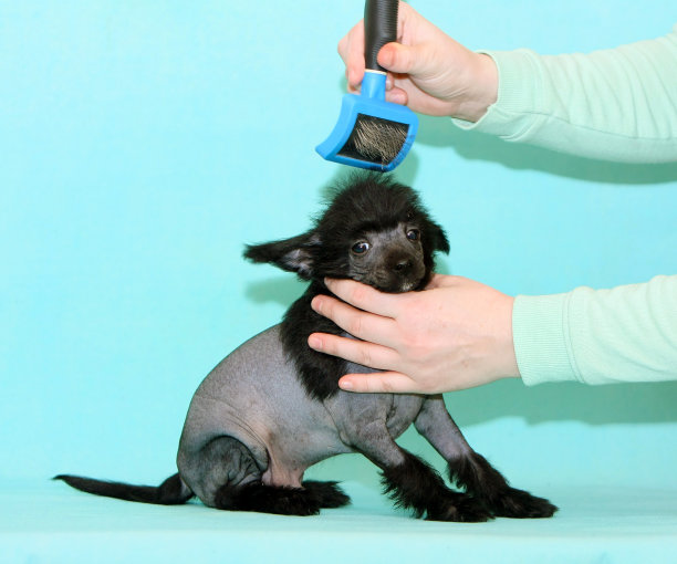 女人的手为小狗做发型。图片下载