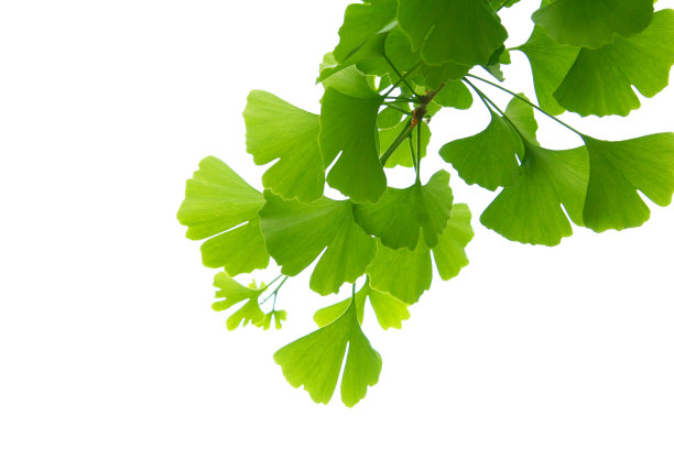 银杏树上长着绿叶。银杏树的叶子在淡淡的天空。图片下载