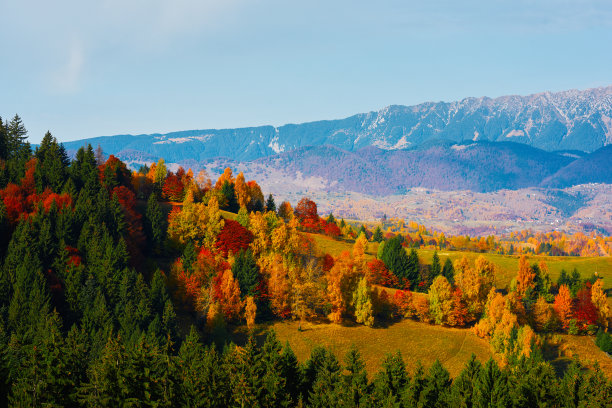 秋天五颜六色的树木图片下载