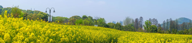 蔚蓝的天空，油菜籽地里的黄花图片下载