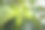 面包果(Artocarpus altilis)挂在树上图片下载
