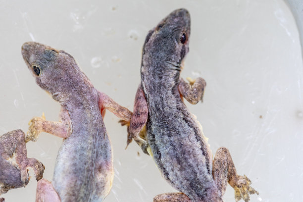 微生物实验室半指足类寄生虫研究。图片下载