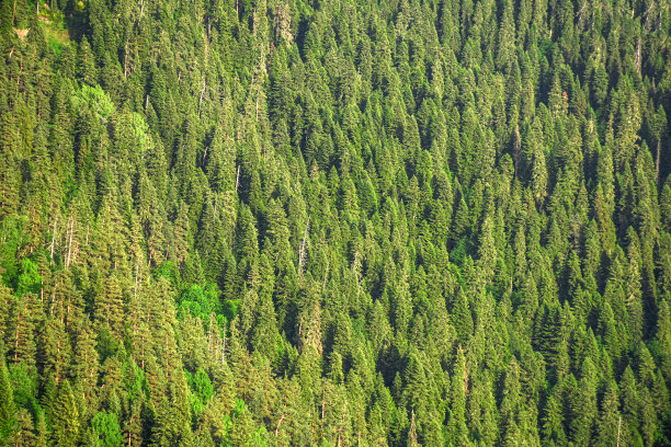 冷杉在山图片下载